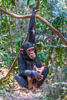 Juvenile Chimpanzee 3660