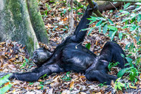 Chimpanzee 3755