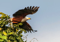 Fish Eagle 3693