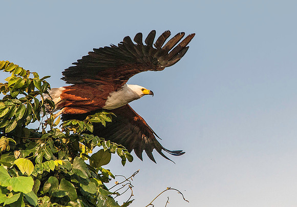 Fish Eagle 3693