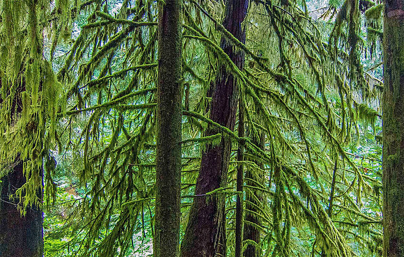 Eagle Creek Trail 4663