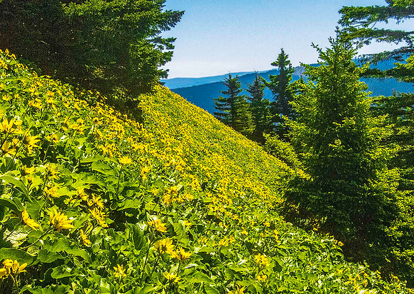 Dog Mountain 4441