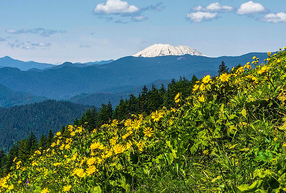 Mt. Hood from Dog Mountain 4456
