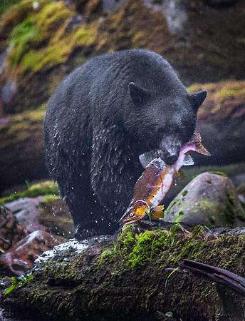 Black Bear9299