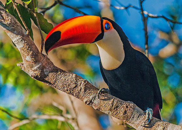 Tucan 5729