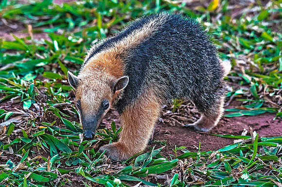 Lesser Anteater 4532