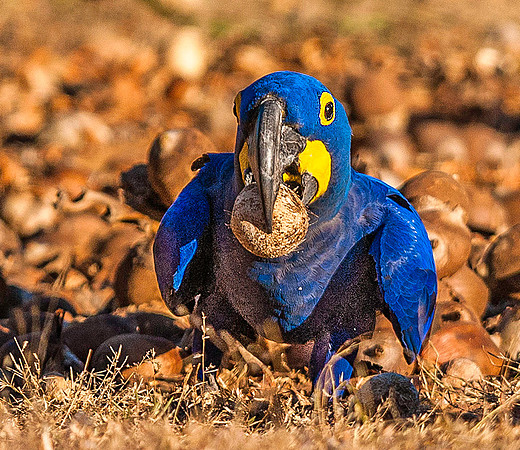Hyacinth Macaw 4106