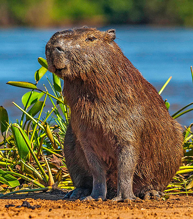 Capybara 5360