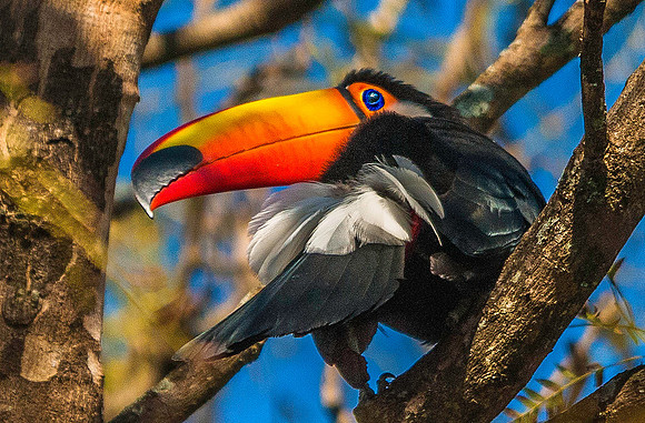 Tucan 4440