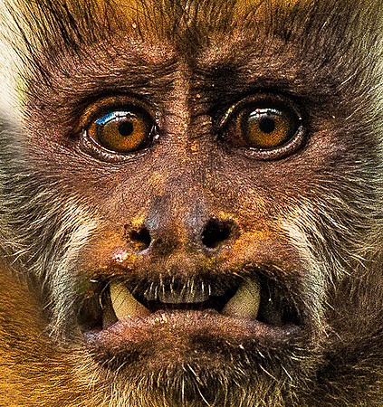 Capuchin Monkey 5784