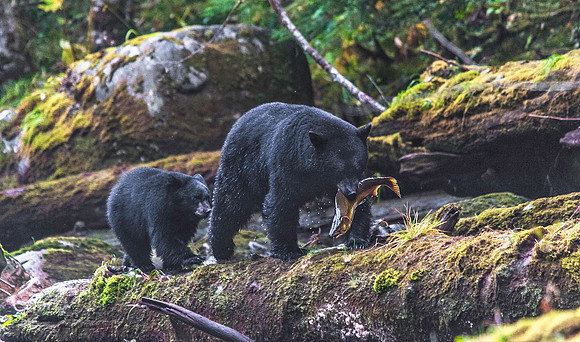 Black Bear & cub 9276