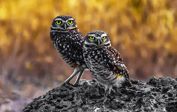 Burrowing Owls, Brazil 3914