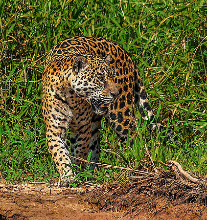 Jaguar 5432