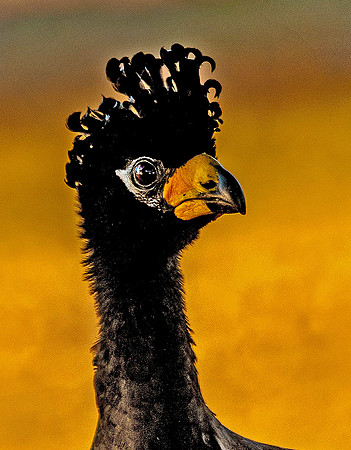 Bare-faced Curassow 5697