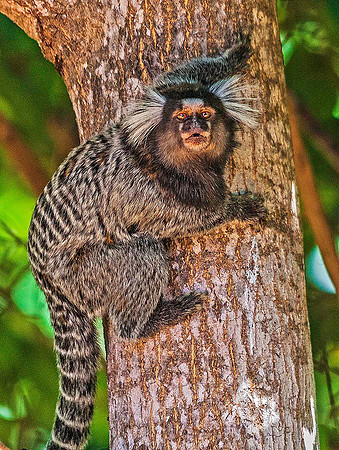 Marmoset 4137