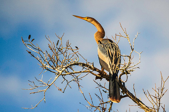 Anhinga 4936