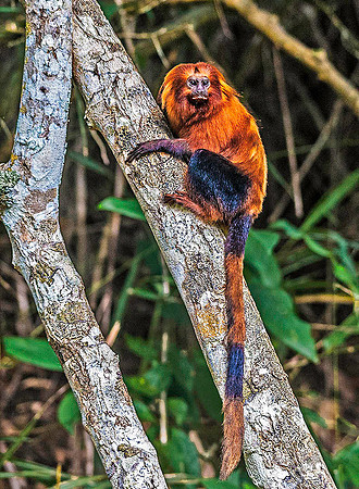 Golden Lion Tamarin5853
