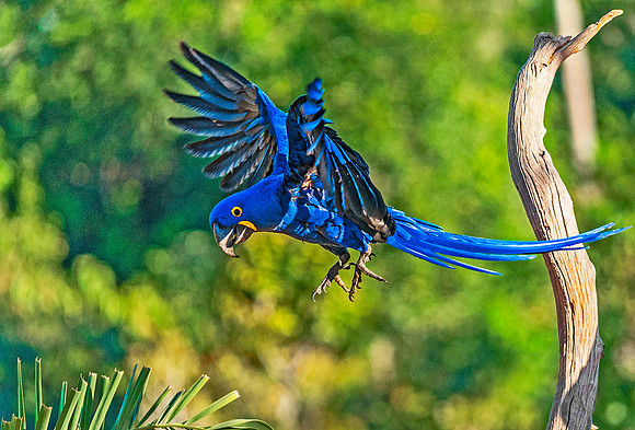 Hyacinth Macaw4074