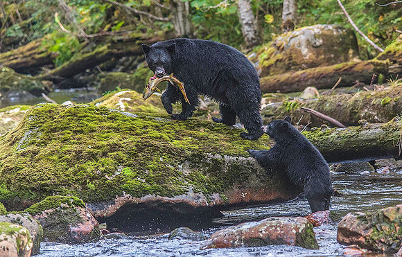 Black Bear & cub 9859