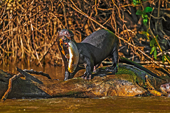 Giant River Otter 5296