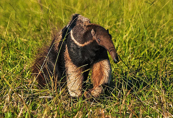 Giant Anteater 4496