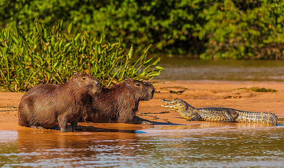 Capybara 5329