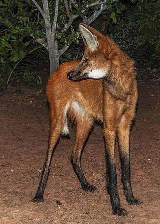 Maned Wolf 3984