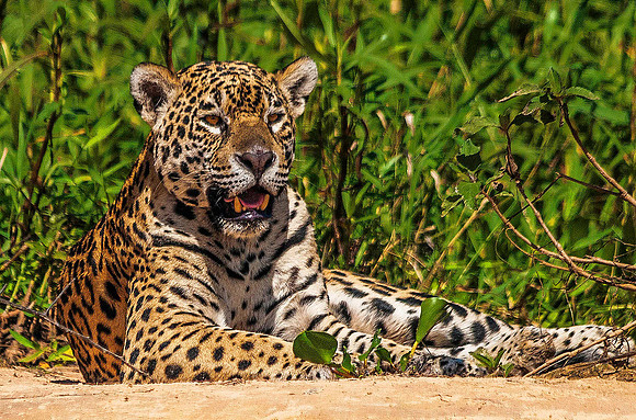Jaguar 5421