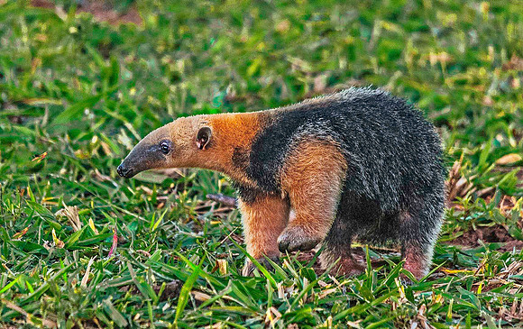 Lesser Anteater 4525