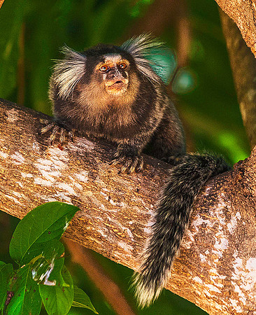 Marmoset 4136