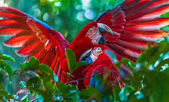 Scarlet Macaws 4599