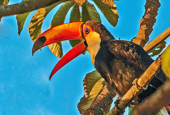 Tucan 4686