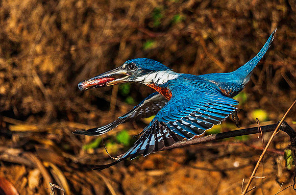 Kingfisher 5554