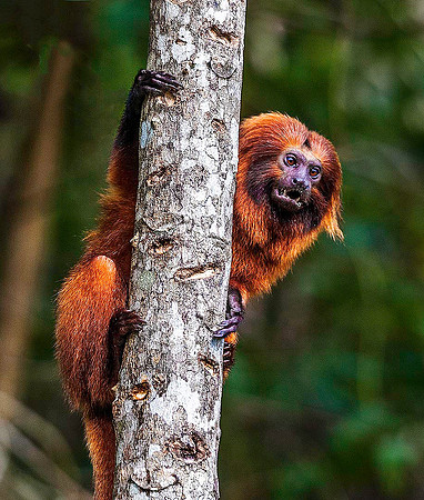 Golden Lion Tamarin 5842