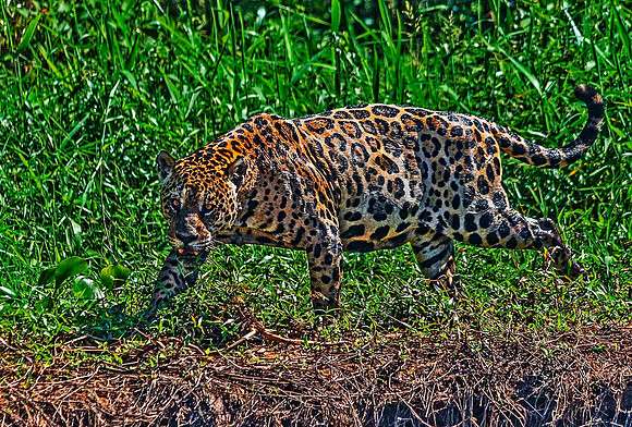 Jaguar 4916M