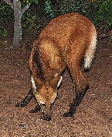 Maned Wolf 3974