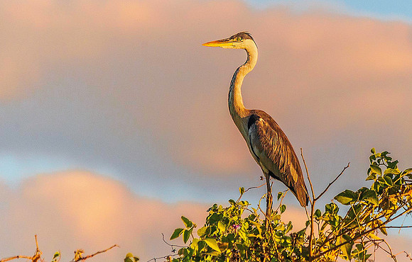 Heron 5194