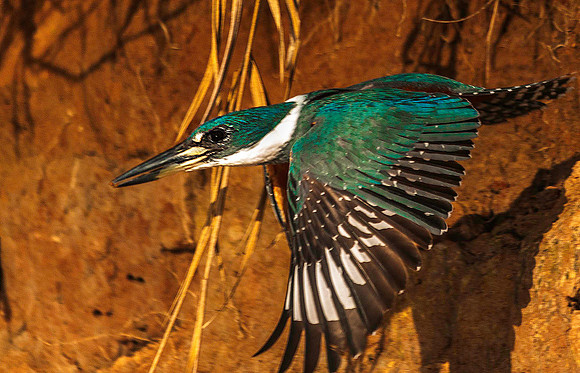 Kingfisher 5532