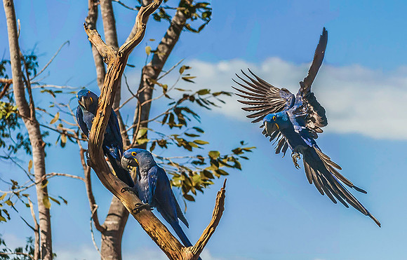 Hyacinth Macaws4344