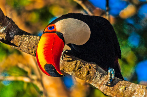 Tucan 5725