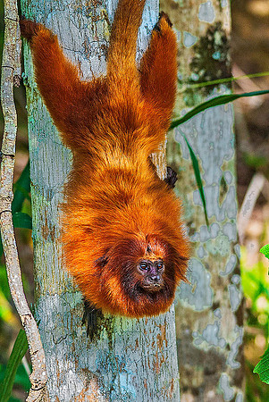Golden Lion Tamarin 5884