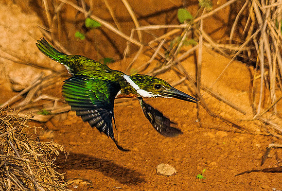 Kingfisher 5497