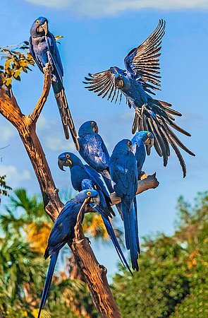 Hyacinth Macaws 4347
