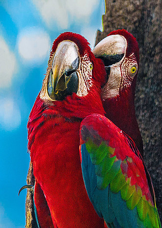 Scarlet Macaws 4615