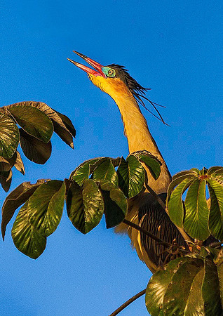 Heron 5511
