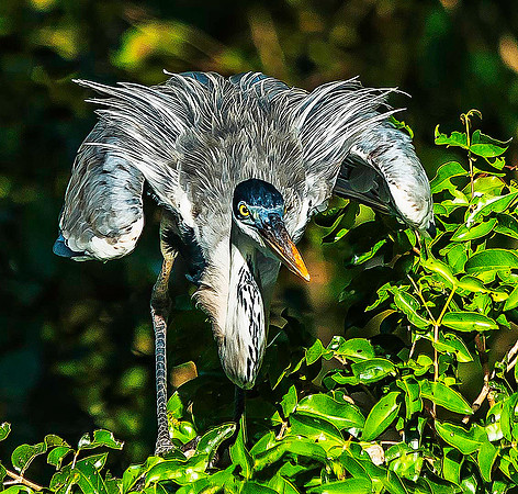 Heron 5237M