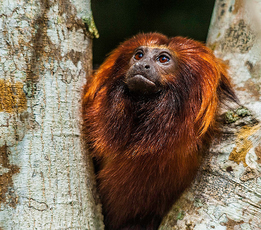 Golden Lion Tamarin 5953