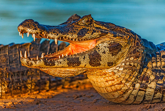 Caiman 5222