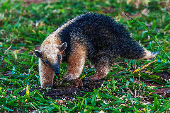 Lesser Anteater 4536