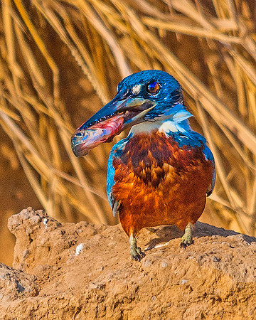 Kingfisher5560